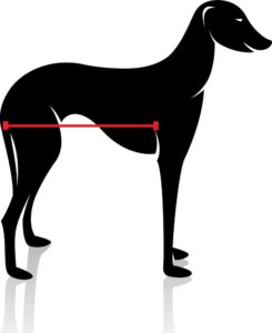 Hund vermessen Flanke hinten Hunderollstuhl