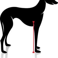 Hund Flanke vorne Hund vermessen