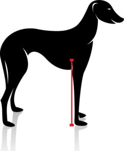 Hund Flanke vorne Hund vermessen